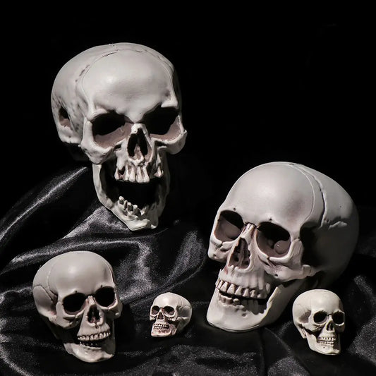 All Size Plastic Human Skull Head Skeleton – Halloween Style Photo Prop & Party Decor