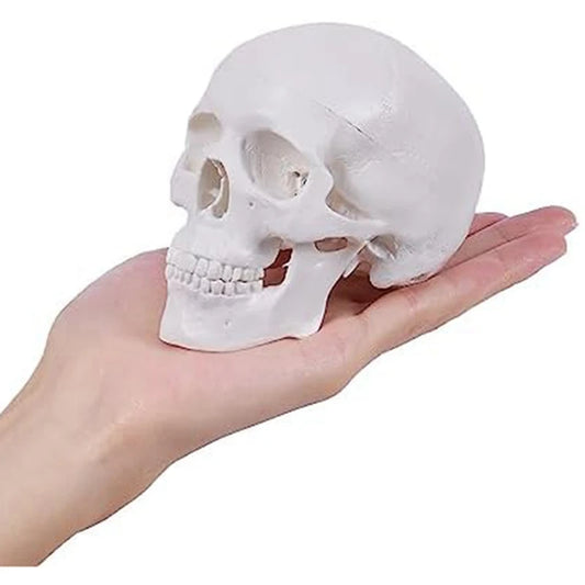 Mini Human Skull Model – 3 Parts Anatomical Skull with Removable Skull Cap & Articulated Mandible